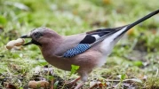 Bazı kuşların "zihinsel zaman yolculuğu" yapabildiği tespit edildi