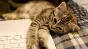 Kedisever Mac Kullanıcılarına Müjde: Klavyeleri Patilerden Koruyan "Cats Lock" Tanıtıldı