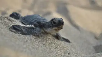 Yeşil deniz kaplumbağaları nesli tükenmekte olan türler arasından çıkarıldı