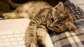 Kedisever Mac Kullanıcılarına Müjde: Klavyeleri Patilerden Koruyan "Cats Lock" Tanıtıldı