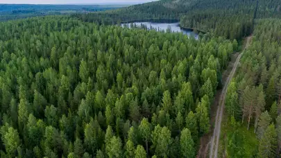 Ağaçlar kalkıp yürüyemezler ama ormanlar yürüyebilir: İklim değişikliğine farklı bir bakış açısı