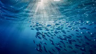 70 milyon yıldır gizli olan minik bir balık fosili, tatlı su evrimini yeniden yazıyor