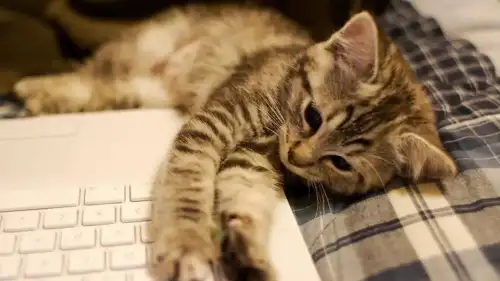 Kedisever Mac Kullanıcılarına Müjde: Klavyeleri Patilerden Koruyan "Cats Lock" Tanıtıldı