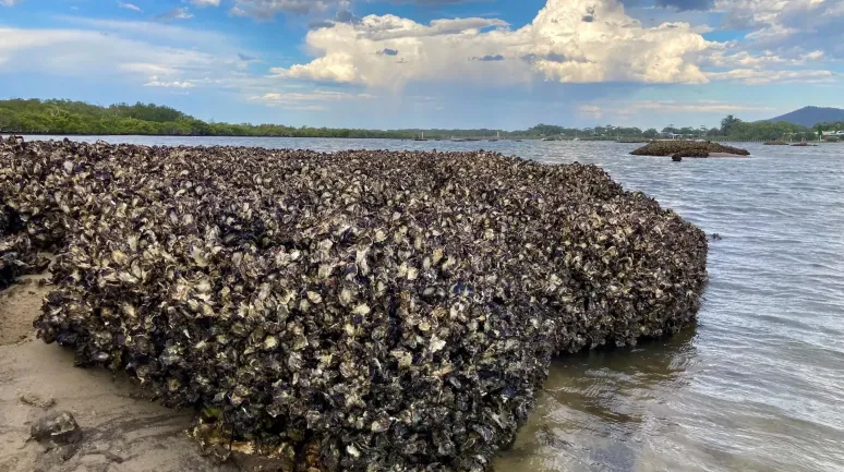 Dünya Genelindeki İstiridye Resifleri Bu Tasarımla Kurtulacak!